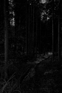 Schwarzweiß-Fotografie, Thema: Landschaft: Wald bei Nacht