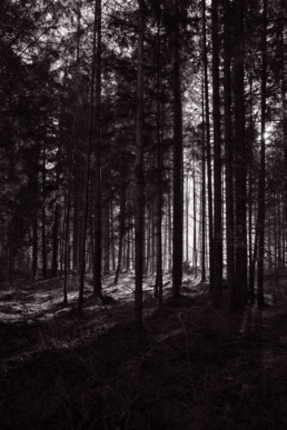 Schwarzweiß-Fotografie, Thema: Landschaft: Wald