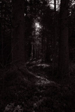 Schwarzweiß-Fotografie, Thema: Landschaft: Wald