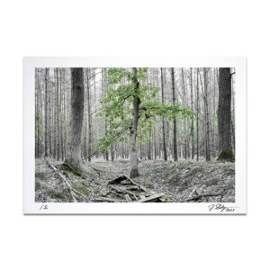 Fine Art Foto Print, A4, Limited Edition, Thema: Landschaft: Wald