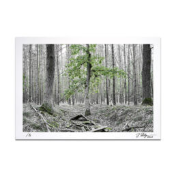 Fine Art Foto Print, A4, Limited Edition, Thema: Landschaft: Wald