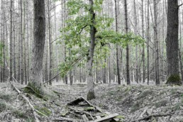 Schwarzweiß-Fotografie, Thema: Landschaft: Wald 