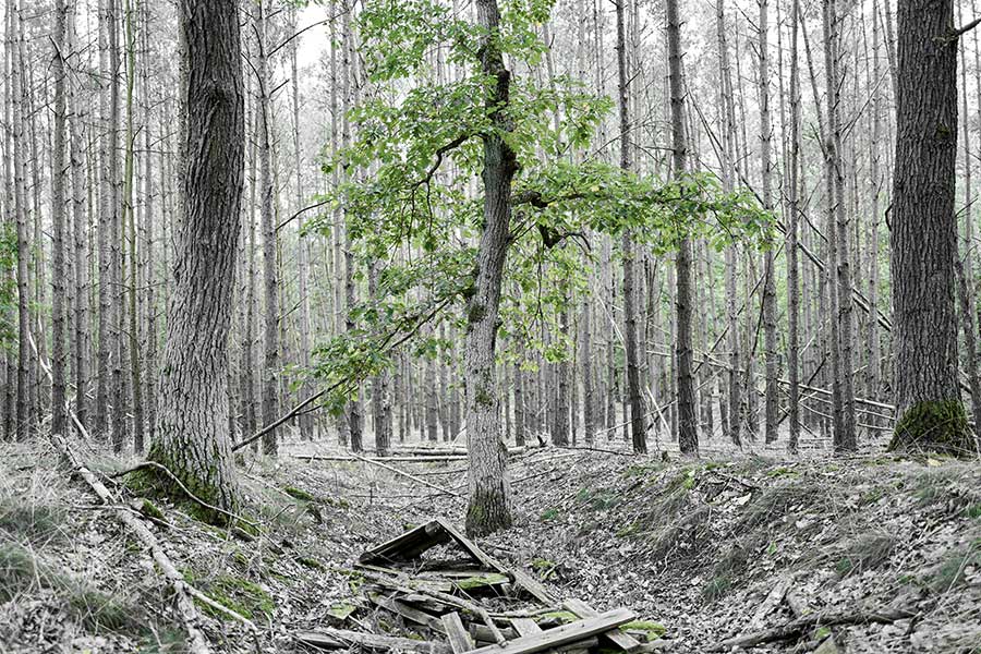 Schwarzweiß-Fotografie, Thema: Landschaft: Wald