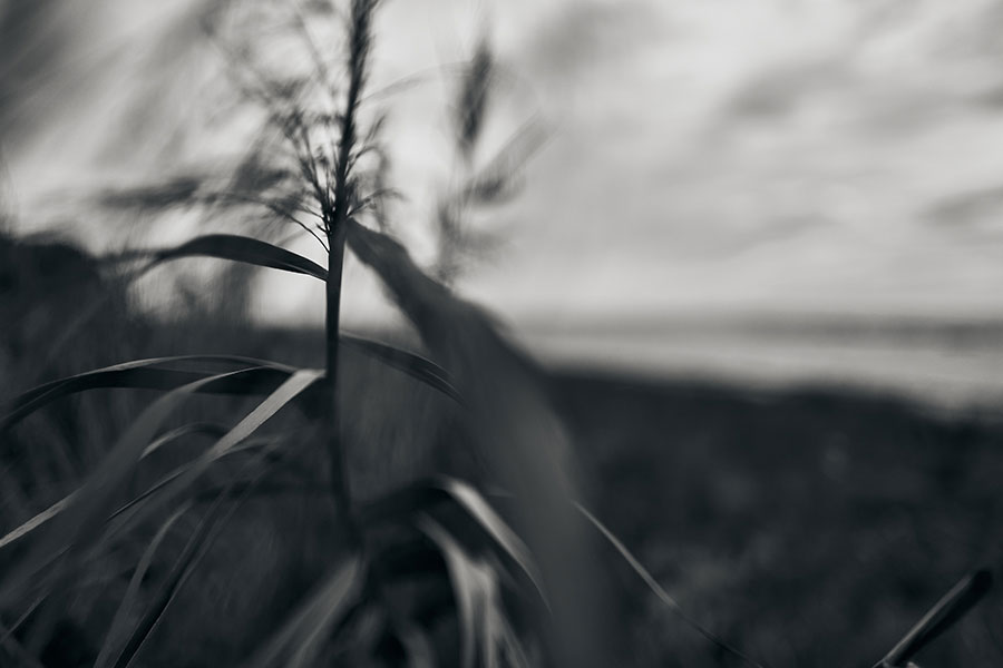 Schwarzweiß-Fotografie, Thema: Landschaft: Gräser im Wind am Strand